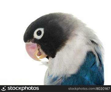 blue masqued lovebird in front of white background