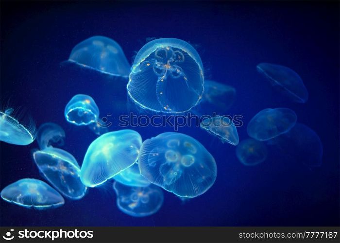Blue medusa jellyfish floating underwater. Medusa jellyfish unwerwater