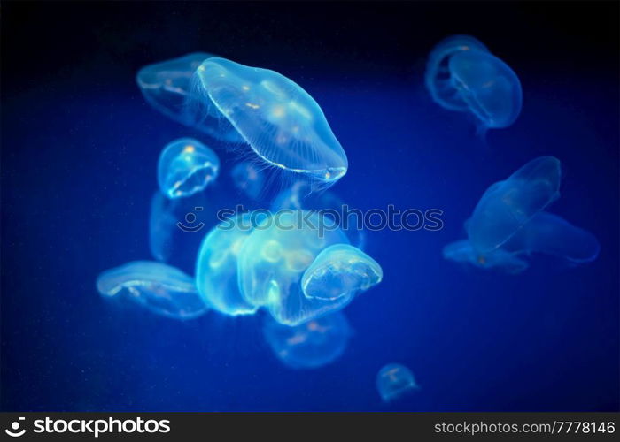 Blue medusa jellyfish floating underwater. Medusa jellyfish unwerwater