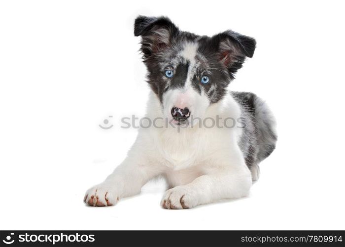 blue merle border collie puppy in front of a white background