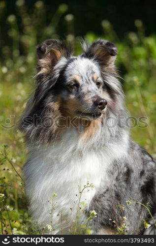 Blue Merle Rough Collie on the green grass