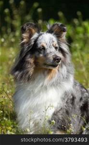 Blue Merle Rough Collie on the green grass