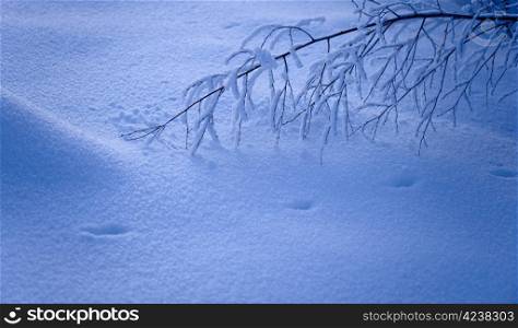 Blue moment in winter and animal track in show.