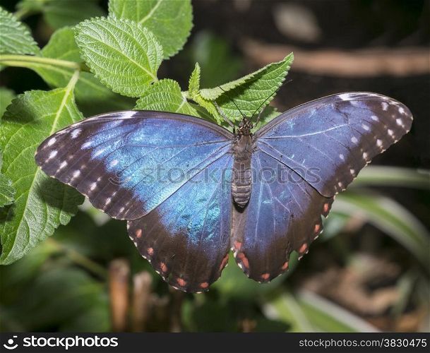 blue morphoo butterfly on green leaves
