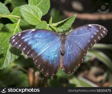 blue morphoo butterfly on green leaves