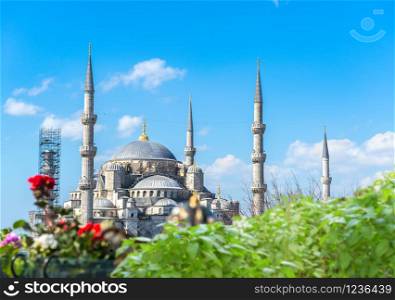 Blue Mosque and flowers at sunny spring day, Turkey. Blue Mosque and flowers