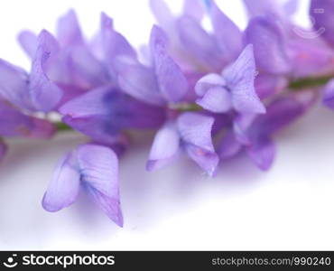 blue mouse pea flowers on a white background