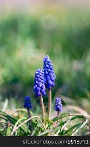 Blue muscari flowers grow out of green grass in springtime.. Blue Muscari with Green Background
