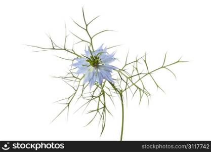 Blue Nigella flower on white background