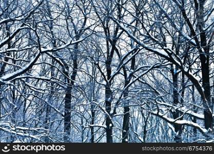 blue oak branches under snow in winter forest