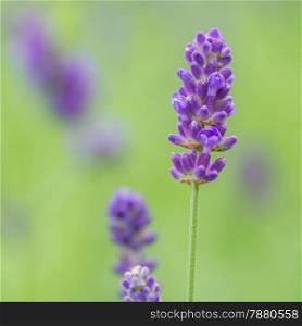 Blue or violet flower, lavender in field background, soft focus