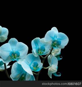blue orchid flower on black