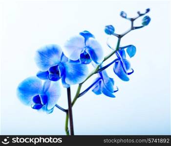 blue orchid on blue background