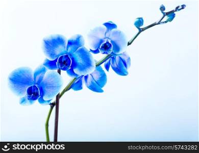 blue orchid on blue background