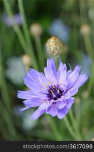 Blue ornamental and medicinal flowers of chicory