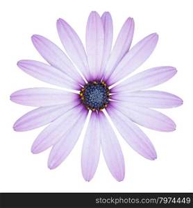 blue osteospermum daisy flower isolated on white with clipping path