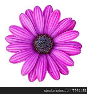 blue osteospermum daisy flower isolated on white with clipping path