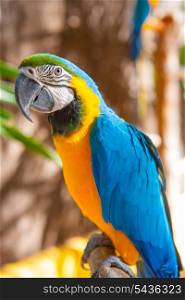 Blue Parrot portrait with yellow neck in the park