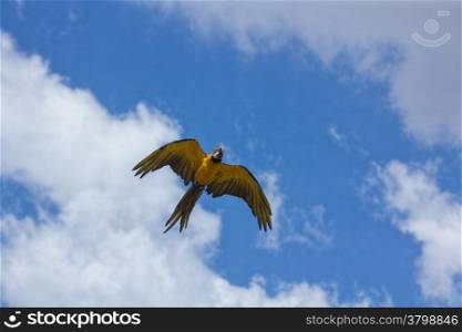 blue parrots with yellow casing in flight