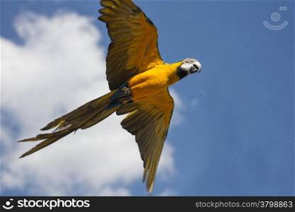blue parrots with yellow casing in flight