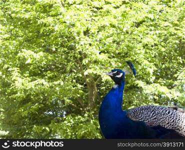 Blue peacock. Blue peacock with green background
