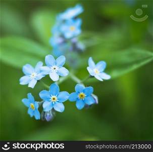 blue petals on a green background, forget-me-not, small blue flowers large. small blue flowers large, blue petals on a green background, forget-me-not