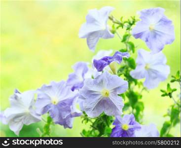 blue petunia flowers in a garden