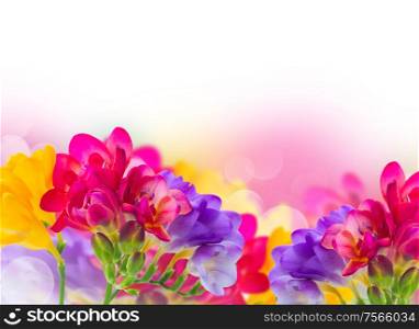 blue, pink and yellow freesia flowers border isolated on white background