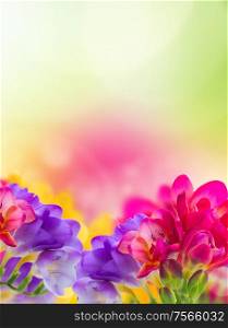 blue, pink and yellow freesia flowers border on garden bokeh background. blue, pink and yellow freesia flowers