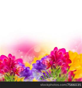 blue, pink and yellow freesia flowers border on white background. blue, pink and yellow freesia flowers