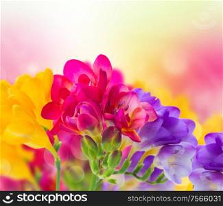 blue, pink and yellow freesia flowers on garden bokeh background. blue, pink and yellow freesia flowers