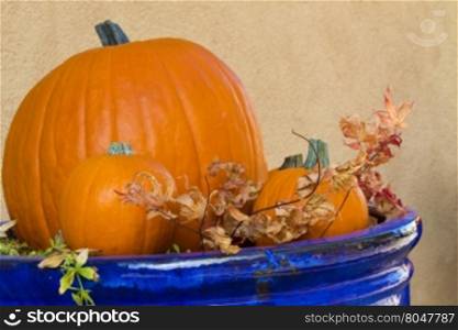 Blue planter displays pumpkins and dry leaves in autumn. Location is in Santa Fe, New Mexico, in October. Copy space on plain stucco wall.