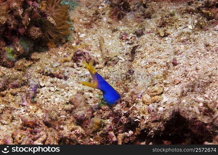 Blue Ribbon eel (Rhinomuraena quaesita) underwater, North Sulawesi, Sulawesi, Indonesia