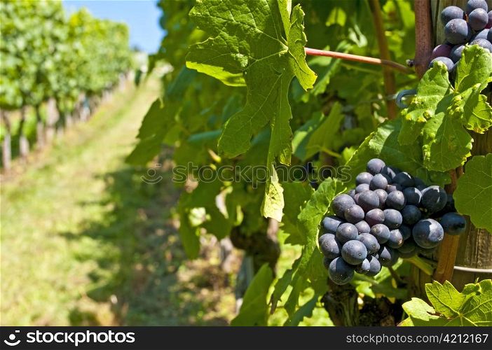 blue ripe grapes in a vineyard