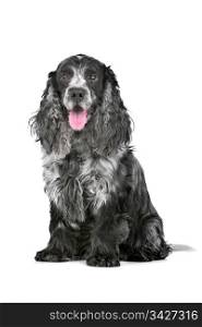 blue roan cocker spaniel. blue roan cocker spaniel in front of a white background