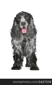 blue roan cocker spaniel. blue roan cocker spaniel in front of a white background