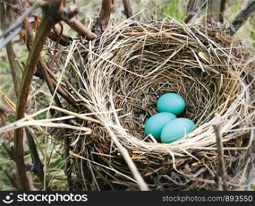 Blue Robin Eggs in Brown Nest