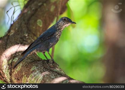 Blue Rock Thrush bird (Monticola solitarius) standing in nature