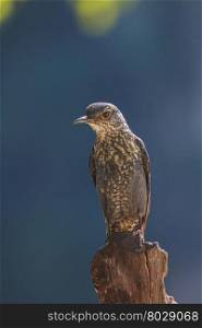 Blue Rock Thrush bird (Monticola solitarius) standing in nature