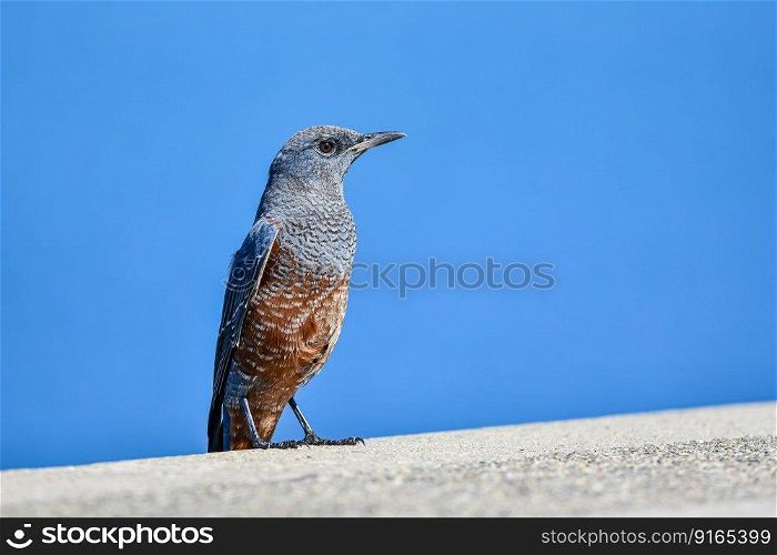 blue rock thrush bird perched