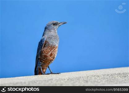 blue rock thrush bird perched