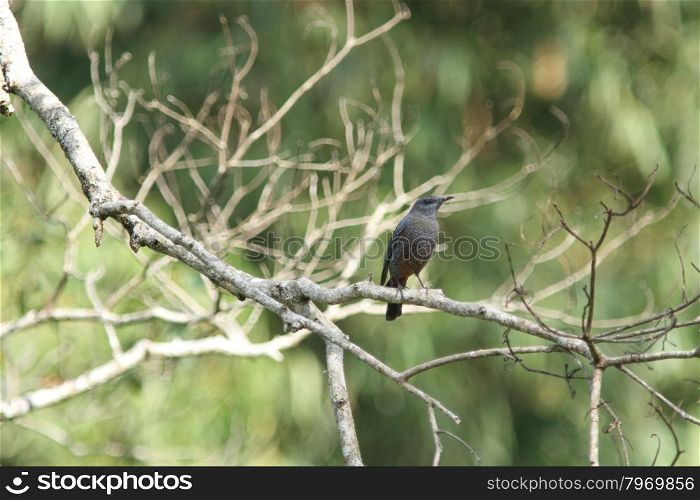 Blue rock thrush (Monticola solitarius) bird in nature