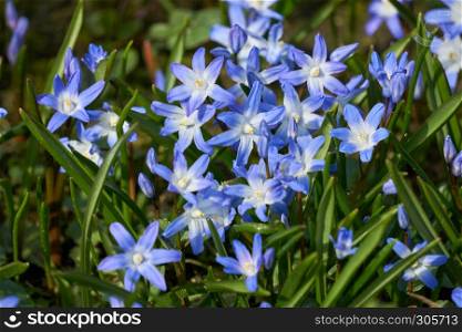 blue Scilla in spring