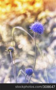 Blue sea holly or eryngo flower - eryngium planum - closeup in sunlight on the blurred bokeh background. Selective focus.. Blue Sea Holly Eryngo Flower