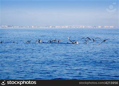 blue sea seagulls hunting and eating sardine fish on ocean