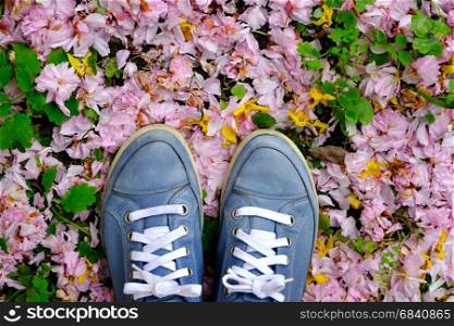 Blue shoes over cherry blossom