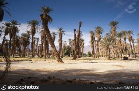 Blue skies make a good background for tropical palm trees in Death Valley