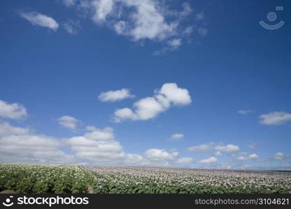 Blue sky