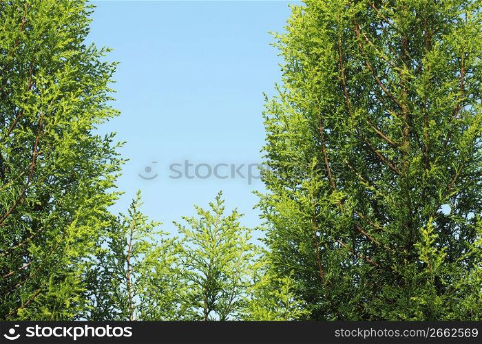 Blue sky and Cedar leaf