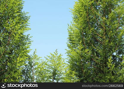 Blue sky and Cedar leaf